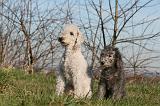 BEDLINGTON TERRIER 103